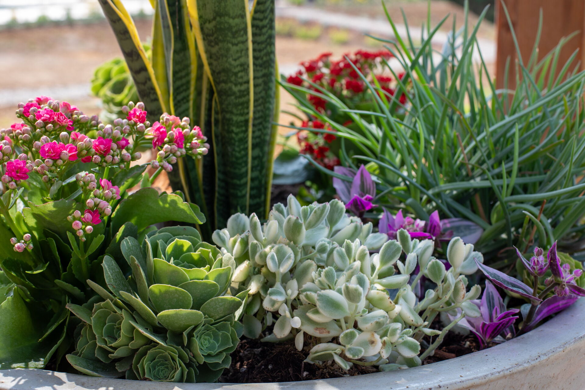 Garden plants